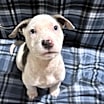 Thumbnail photo of Everett #1