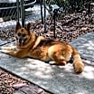 Thumbnail photo of Pancake #1