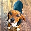 Thumbnail photo of AJ - ADOPTION PENDING!!! #1