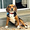 Thumbnail photo of AJ - ADOPTION PENDING!!! #2