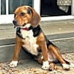 Thumbnail photo of AJ - ADOPTION PENDING!!! #3