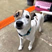 Thumbnail photo of Jet #3