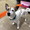Thumbnail photo of Jet #4