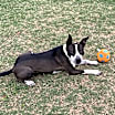 Thumbnail photo of Whiskey #3