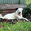 Thumbnail photo of Al #1