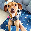 Thumbnail photo of Momma Mae #2