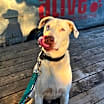Thumbnail photo of Xylo #4