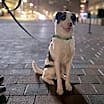 Thumbnail photo of Pongo -MA #1