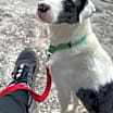 Thumbnail photo of Pongo -MA #2