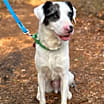 Thumbnail photo of Pongo -MA #3