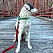 Thumbnail photo of Pongo -MA #4