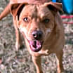 Thumbnail photo of Pickles #1