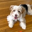 Thumbnail photo of Blue is a sweet puppy #1