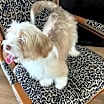 Thumbnail photo of Blue is a sweet puppy #2