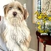 Thumbnail photo of Blue is a sweet puppy #3