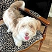 Thumbnail photo of Blue is a sweet puppy #4