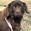 Thumbnail photo of Hershey Bar #1