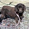 Thumbnail photo of Hershey Bar #2