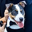 Thumbnail photo of Chopper #3