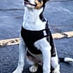Thumbnail photo of Chopper #4