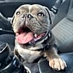 Thumbnail photo of Pepper (American Bully) #1