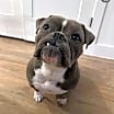 Thumbnail photo of Pepper (American Bully) #2