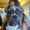 Thumbnail photo of Pepper (American Bully) #3