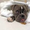 Thumbnail photo of Pepper (American Bully) #4