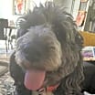 Thumbnail photo of Walker #1