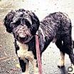 Thumbnail photo of Walker #4