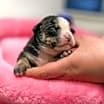 Thumbnail photo of Leilani  #2