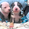 Thumbnail photo of Leilani  #3