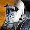 Thumbnail photo of Chiquita #3