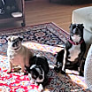 Thumbnail photo of Chiquita #4