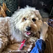 Thumbnail photo of Shep #2