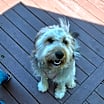 Thumbnail photo of Shep #4
