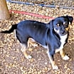 Thumbnail photo of Roscoe #1