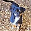 Thumbnail photo of Roscoe #2