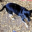 Thumbnail photo of Roscoe #3