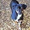 Thumbnail photo of Roscoe #4
