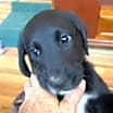 Thumbnail photo of Lilly #2
