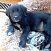 Thumbnail photo of Lilly #4