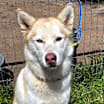 Thumbnail photo of Mishka #3