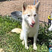 Thumbnail photo of Mishka #4