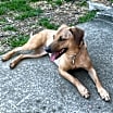 Thumbnail photo of Sandy #1