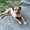 Thumbnail photo of Sandy #4