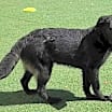 Thumbnail photo of Alex - $75 Adoption Fee!  Diamond Dog! #4