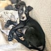 Thumbnail photo of Rico #3