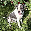 Thumbnail photo of Big boy #3