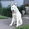 Thumbnail photo of Aspen #1